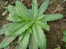 刺兒菜是蒲公英嗎？刺兒菜和蒲公英的區別