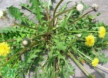 刺兒菜是蒲公英嗎？刺兒菜和蒲公英的區別