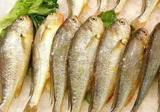 小黃魚可以養(yǎng)殖嗎？小黃魚能人工養(yǎng)殖嗎？