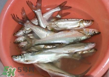 翹殼是什么魚？翹殼魚多少錢一斤2017？