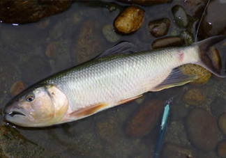 馬口魚多少錢一斤2017？野生馬口魚多少錢一斤？