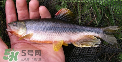 馬口魚能長多大？馬口魚最大能長多長？