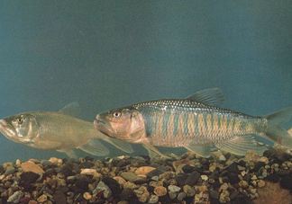 馬口魚是海魚嗎？馬口魚是什么魚