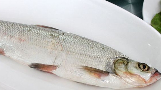 翹嘴魚是白條嗎？翹嘴魚和白條的區別