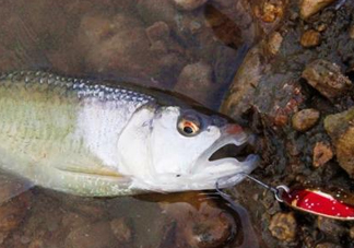 釣馬口魚用什么餌料？釣馬口魚用什么打窩？