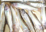 馬口魚怎么吃？馬口魚怎么做好吃？