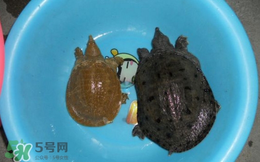 如何區分野生甲魚？野生甲魚辨識圖片