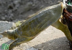 如何區分野生甲魚？野生甲魚辨識圖片