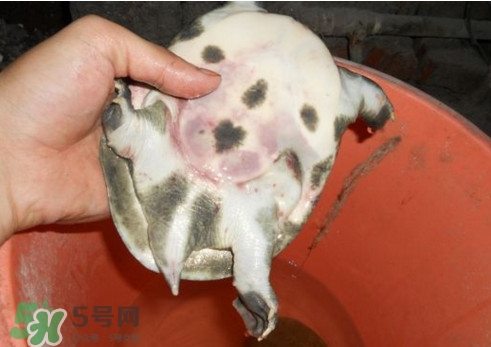 如何區分野生甲魚？野生甲魚辨識圖片
