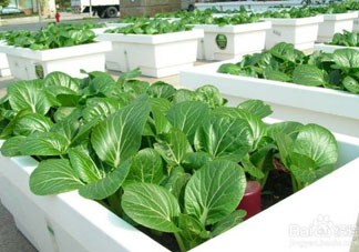 7月份種什么蔬菜？七月份適合種植哪些蔬菜？
