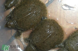 野生甲魚吃什么？野生甲魚幾年可以長5斤？