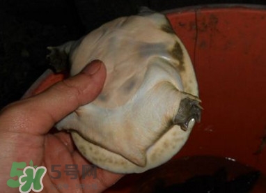 如何區分野生甲魚？野生甲魚辨識圖片