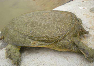 如何區分野生甲魚？野生甲魚辨識圖片