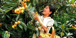 孕婦怎么吃枇杷好？孕婦能吃枇杷膏嗎？