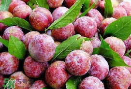 芒種吃什么水果？芒種吃什么水果好？