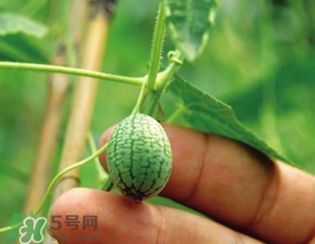 迷你西瓜是轉基因水果嗎？迷你西瓜是不是轉基因？