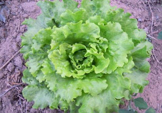 六月份可以種生菜嗎？夏天可以種生菜嗎？