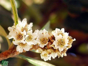 枇杷花怎么煲湯？枇杷花煲湯搭配什么最佳？
