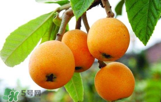 孕婦能吃枇杷嗎？孕婦吃枇杷對胎兒好嗎？