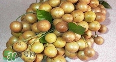 如何種植黃皮果？黃皮果怎么種植？