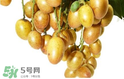 黃皮果怎么扦插？黃皮果種植技術