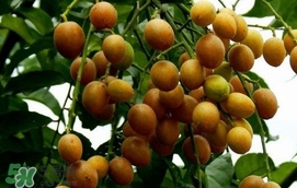 黃皮果怎么扦插？黃皮果種植技術