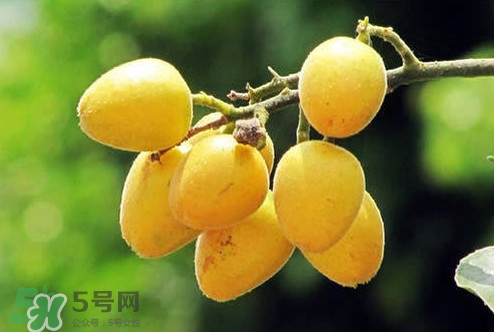 雞心黃皮幾年才掛果？雞心黃皮如何種植管理