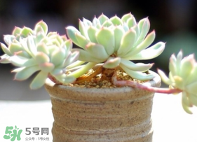 六月份可以買多肉嗎？六月可以種多肉嗎？