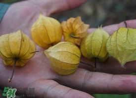 花姑娘水果怎么吃？花姑娘水果吃之前要洗嗎？
