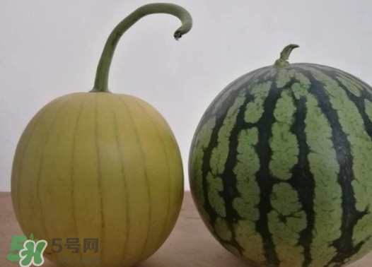 四色瓤西瓜是轉基因嗎？四色瓤西瓜是不是轉基因？
