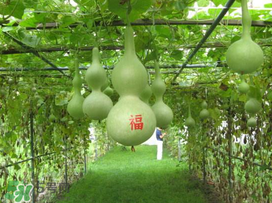 六月份可以種葫蘆嗎？葫蘆幾月份種？