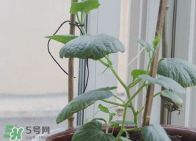 六月份可以種葫蘆嗎？葫蘆幾月份種？
