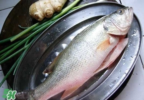 鱸魚是海鮮嗎？鱸魚是不是海鮮？