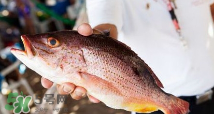 鱸魚刺多嗎？鱸魚適合做給寶寶吃嗎？
