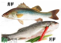 海鱸魚多少錢一斤2017？淡水鱸魚多少錢一斤？