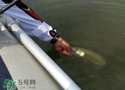 釣海鱸魚什么時候最好？釣海鱸魚用什么樣的魚餌？