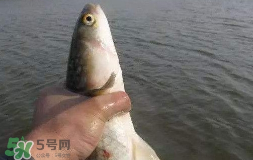 釣海鱸魚什么時候最好？釣海鱸魚用什么樣的魚餌？