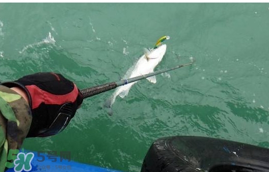 釣海鱸魚什么時候最好？釣海鱸魚用什么樣的魚餌？
