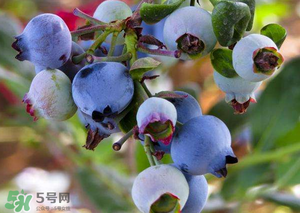 蘋果和藍莓能一起吃嗎？蘋果和藍莓干能一起吃嗎？