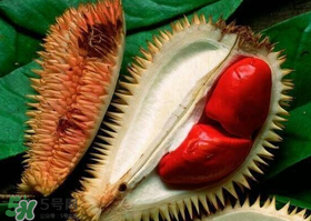 紅肉榴蓮是什么品種？紅色的榴蓮是什么品種？