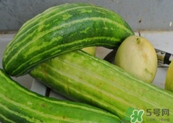菜瓜到底是不是黃瓜？ 菜瓜和黃瓜的區別