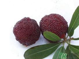 楊梅和櫻桃能一起吃嗎？楊梅可以和櫻桃一起吃嗎？