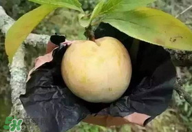 奈李什么時候成熟？奈李孕婦能吃嗎？