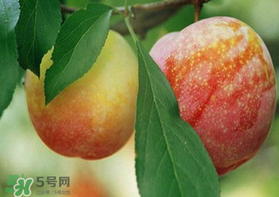 奈李什么時候成熟？奈李孕婦能吃嗎？