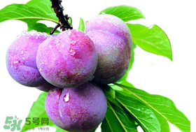 脆紅李什么時(shí)候成熟？脆紅李幾月成熟？