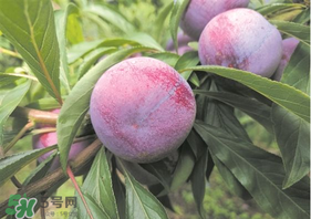 脆紅李什么時(shí)候成熟？脆紅李幾月成熟？