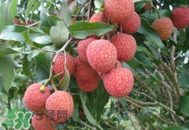 白糖罌荔枝怎樣保果的？白糖罌荔枝和白蠟的區別