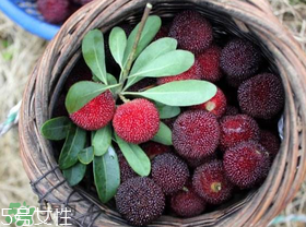 楊梅籽可以種嗎？楊梅籽怎么種小盆栽?？