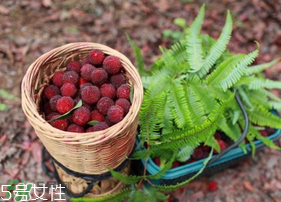 楊梅籽可以種嗎？楊梅籽怎么種小盆栽?？