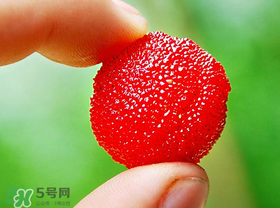 楊梅一天最多吃多少？楊梅一次能吃多少？